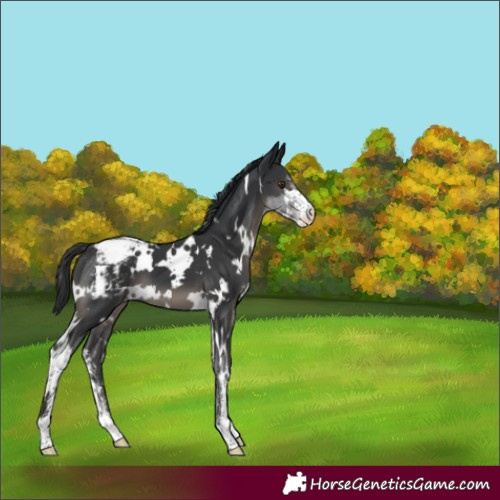 Horse Color:White Spotted Black Sabino Appaloosa 