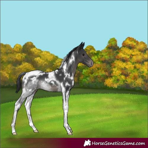 Horse Color:White Spotted Black Tobiano Varnish 