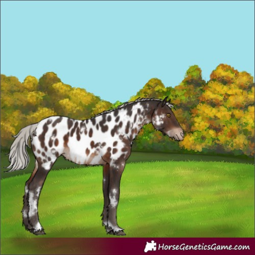 Horse Color:White Spotted Silver Brown Tobiano Blanket Rabicano 