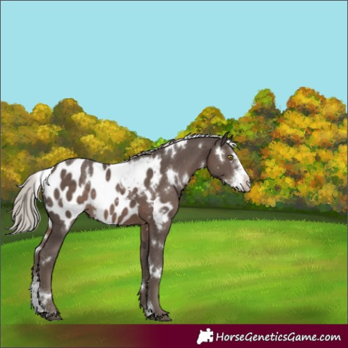 Horse Color:White Spotted Silver Black Sabino Appaloosa Rabicano 