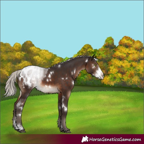 Horse Color:White Spotted Silver Brown Sabino Appaloosa Rabicano 