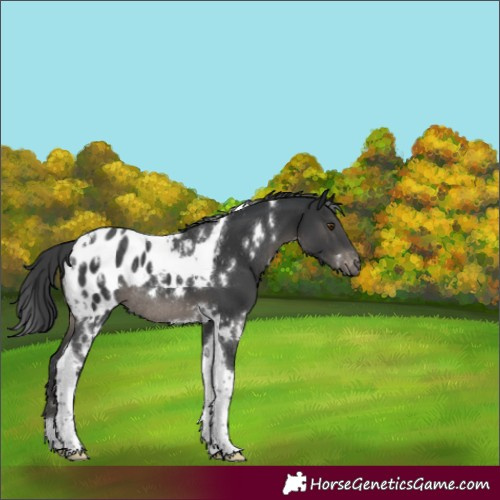 Horse Color:White Spotted Black Tobiano Blanket Rabicano 
