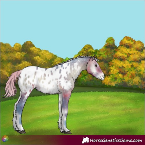 Horse Color:Watercolor Silver Brown Onyx Sabino Appaloosa Rabicano 