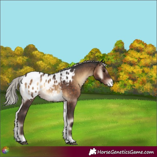Horse Color:Silver Brown Onyx Tobiano Appaloosa Rabicano 