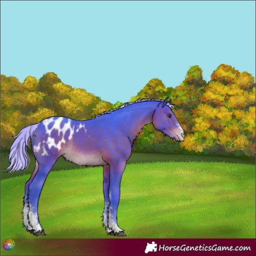 Horse Color:Watercolor Silver Brown Sabino Blanket Rabicano 