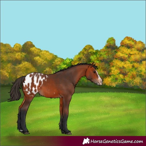 Horse Color:Bay Blanket Rabicano  and Bay Splash Blanket Rabicano 