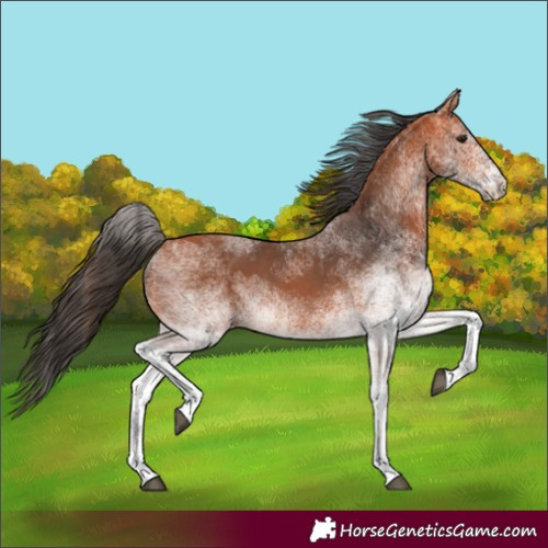 Horse Color:White Spotted Bay 