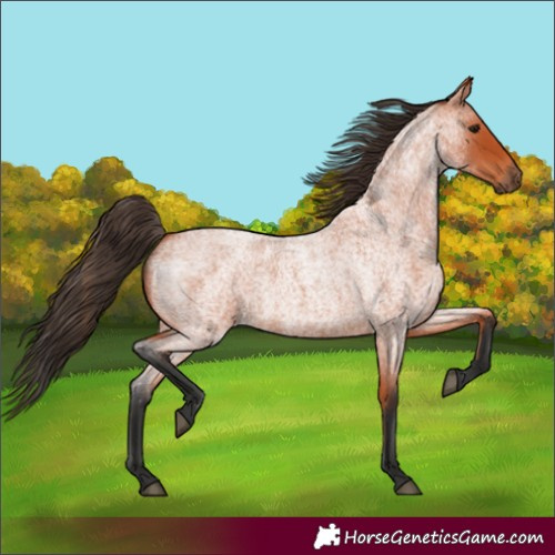 Horse Color:Bay Roan 