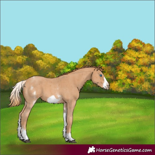 Horse Color:White Spotted Chestnut Sabino Frame 