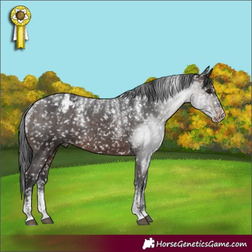 Horse Color:Powder White Brown Appaloosa 