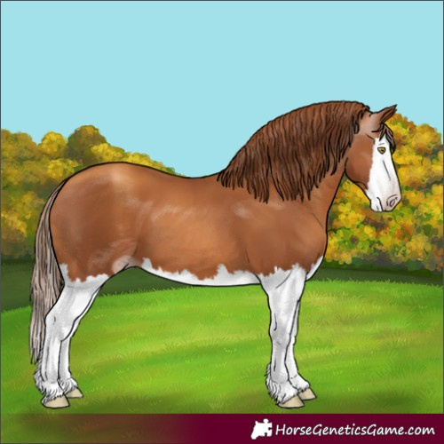 Horse Color:Gray Gold Champagne Splash
