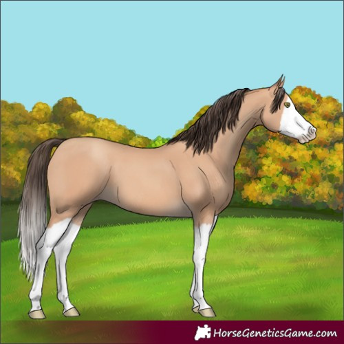 Horse Color:Amber Champagne Splash 