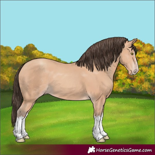 Horse Color:Amber Champagne Splash