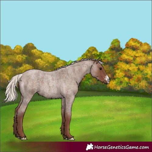 Horse Color:Silver Blue Roan Sabino Rabicano 
