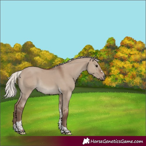 Horse Color:Silver Grullo Tobiano Rabicano 