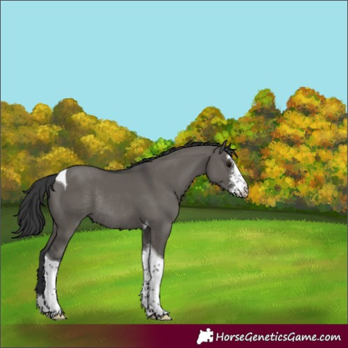 Horse Color:Grullo Sabino Tobiano Rabicano 