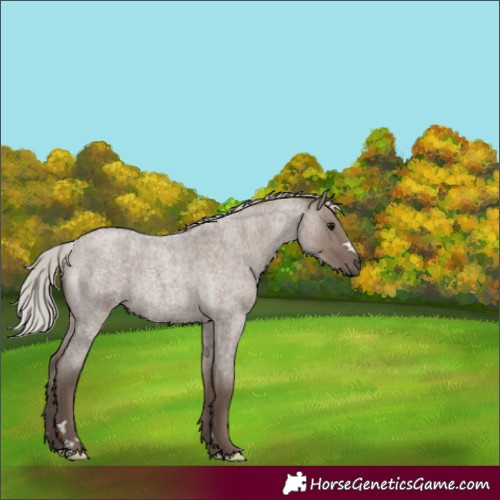 Horse Color:Silver Grullo Roan Rabicano 