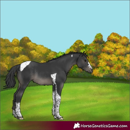 Horse Color:Black Tobiano Rabicano 
