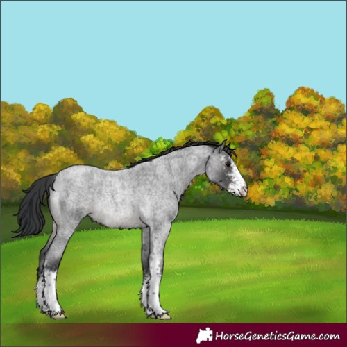 Horse Color:Blue Roan Sabino Rabicano 