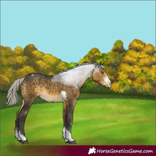 Horse Color:Silver Buckskin Sabino Tobiano Appaloosa Rabicano 