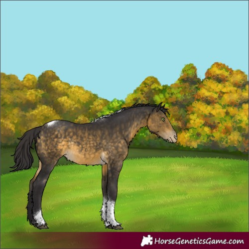Horse Color:Buckskin Tobiano Appaloosa Rabicano 