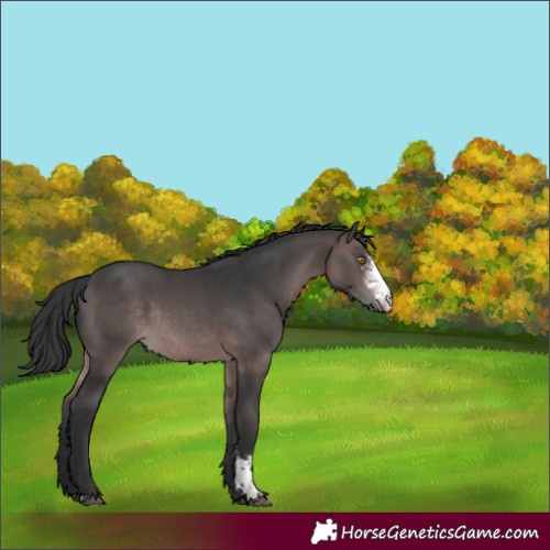 Horse Color:Platinum Brown Sabino Rabicano 