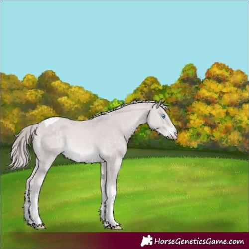 Horse Color:Platinum Perlino Tobiano Rabicano 