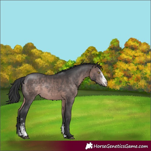 Horse Color:Platinum Brown Sabino Rabicano 
