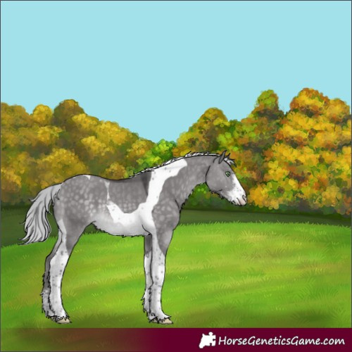 Horse Color:Platinum Silver Buckskin Dun Sabino Tobiano Rabicano 