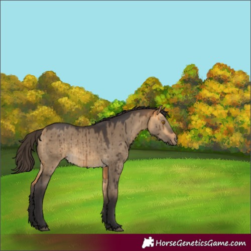 Horse Color:Buckskin Dun Rabicano Brindle 