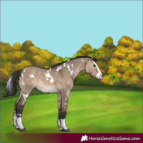 Horse Color:White Spotted Brown Dun Splash Rabicano 