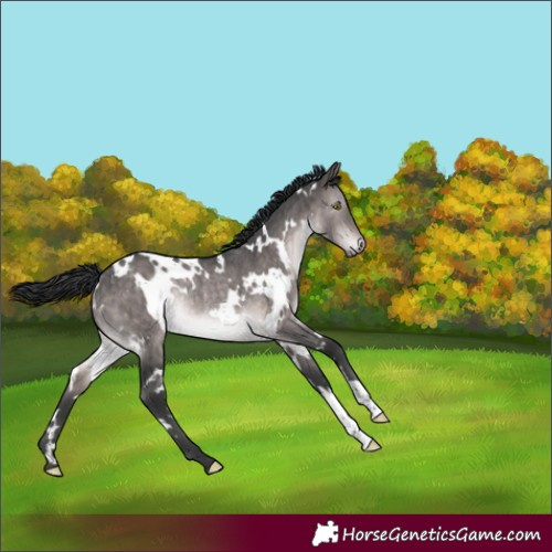 Horse Color:Platinum White Spotted Brown Dun Rabicano Brindle 