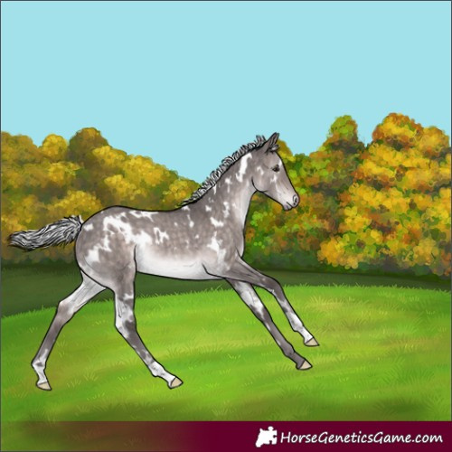 Horse Color:Platinum White Spotted Silver Brown Dun Rabicano Brindle 