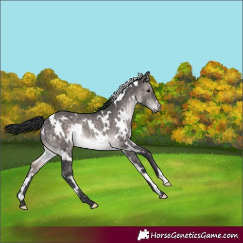 Horse Color:Platinum White Spotted Brown Dun Rabicano Brindle 