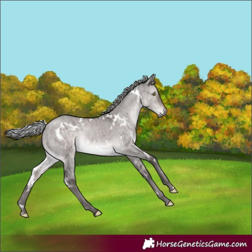 Horse Color:Platinum White Spotted Silver Brown Dun Rabicano Brindle 