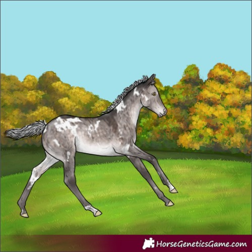 Horse Color:Platinum White Spotted Silver Brown Dun Rabicano Brindle 