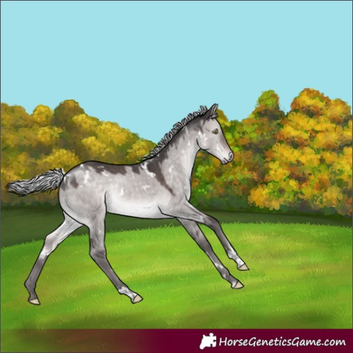 Horse Color:Platinum White Spotted Silver Brown Dun Rabicano