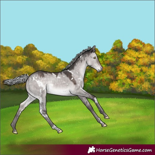 Horse Color:Platinum White Spotted Silver Brown Dun Rabicano 