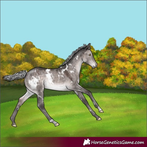 Horse Color:Platinum White Spotted Silver Brown Dun Rabicano 