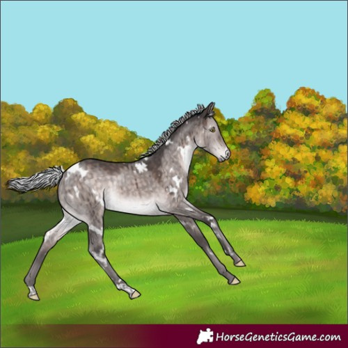 Horse Color:Platinum White Spotted Silver Brown Dun Rabicano Brindle