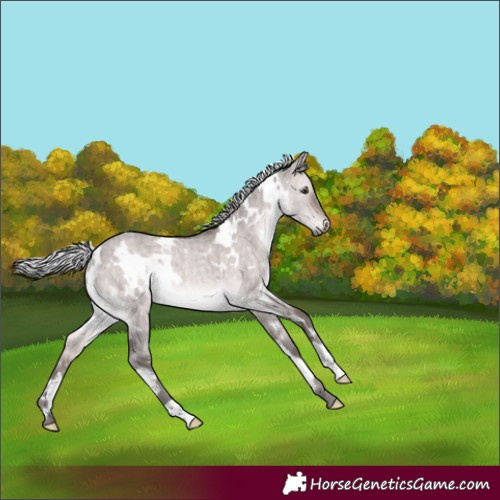 Horse Color:Platinum White Spotted Silver Brown Dun Rabicano Brindle 
