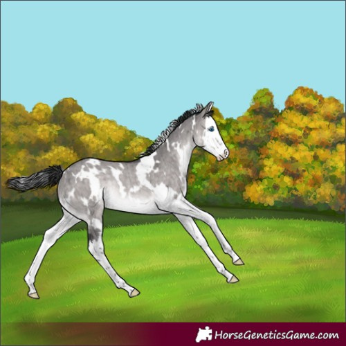 Horse Color:Platinum White Spotted Brown Dun Splash Rabicano Brindle 