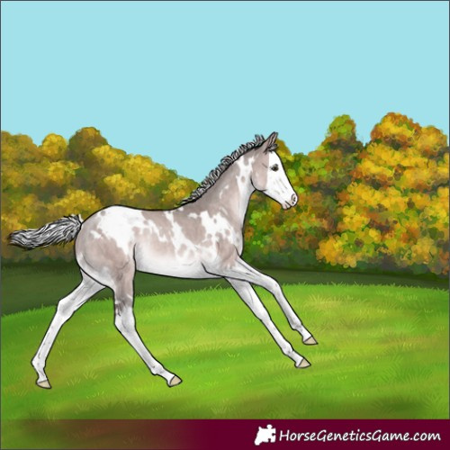 Horse Color:Platinum White Spotted Silver Brown Dun Splash Rabicano Brindle