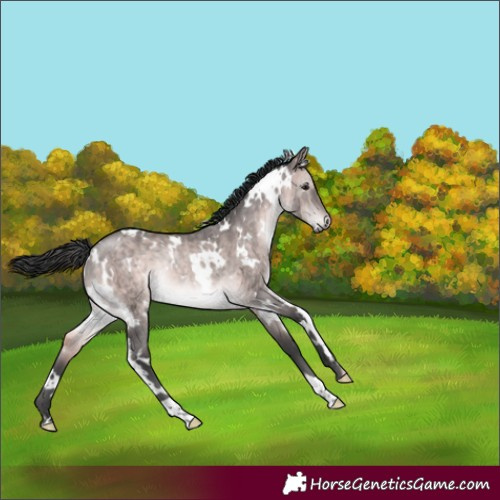 Horse Color:Platinum White Spotted Brown Dun Rabicano Brindle 