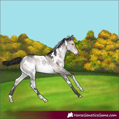 Horse Color:Platinum White Spotted Brown Dun Rabicano Brindle