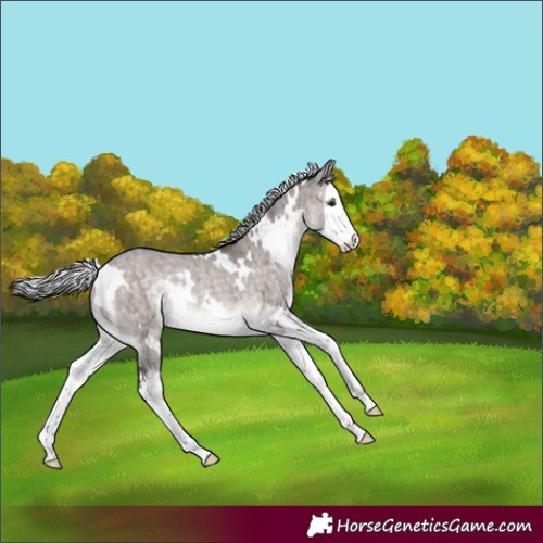 Horse Color:Platinum White Spotted Silver Brown Dun Splash Rabicano Brindle