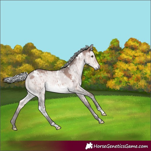 Horse Color:Platinum White Spotted Silver Brown Dun Rabicano Brindle 