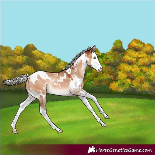 Horse Color:White Spotted Silver Bay Dun Splash Rabicano 