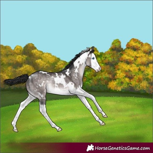 Horse Color:Platinum White Spotted Brown Dun Splash Rabicano 