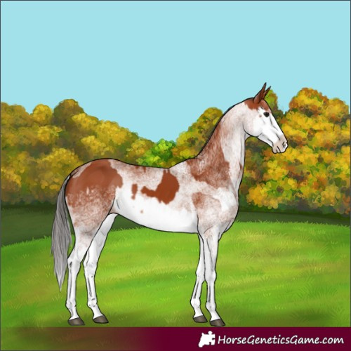 Horse Color:White Spotted Bay Splash and White Spotted Bay Splash